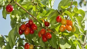 Dereń jadalny to kopalnia żelaza i witaminy C