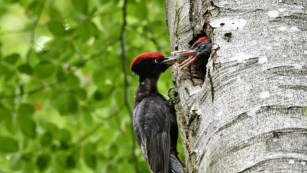 Dzięcioł czarny nazywany jest czasem "ptakiem-demolką"