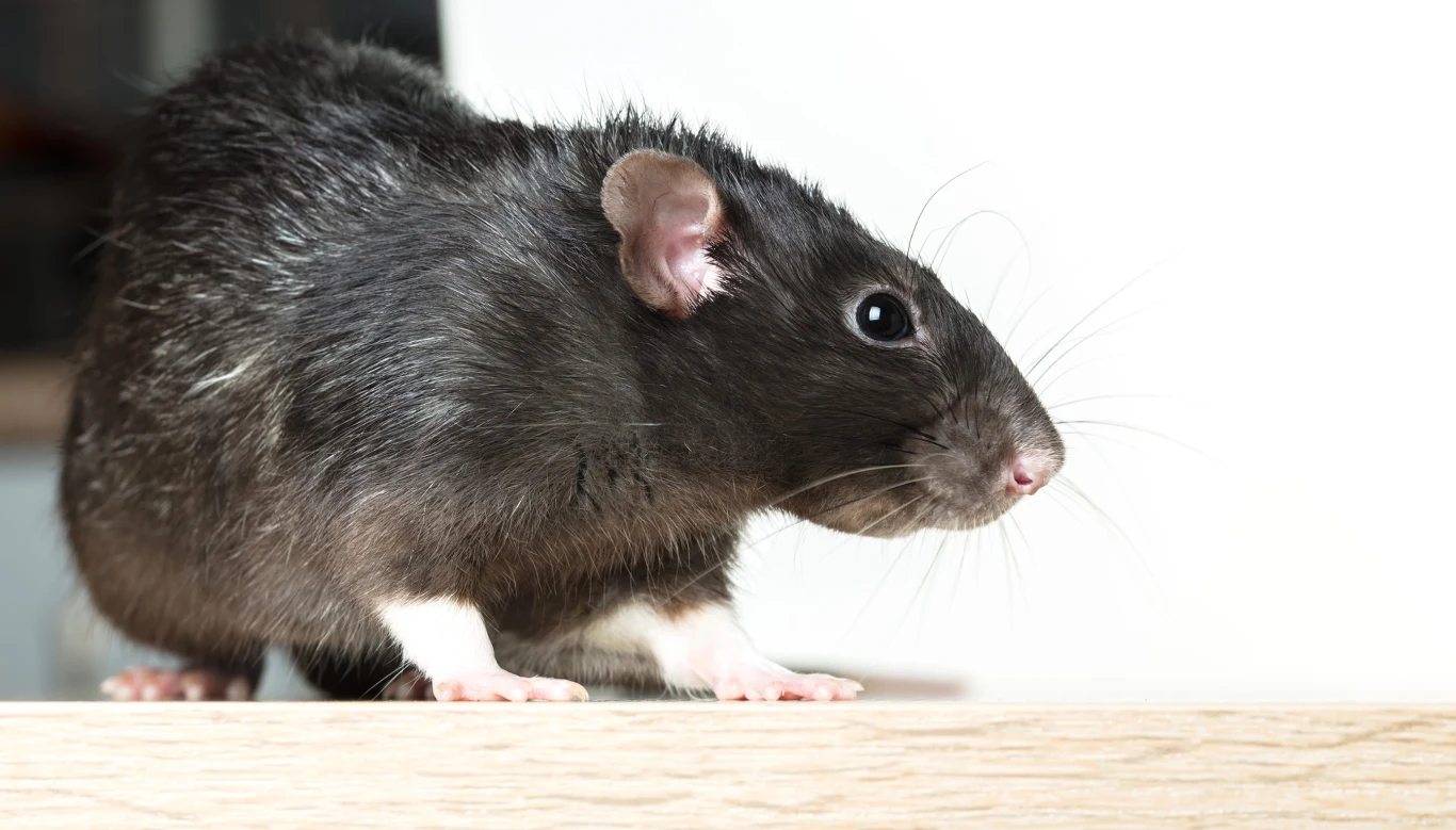 Czarny szczur o lśniącej sierści z białymi łapami stoi na jasnej powierzchni, skierowany w prawą stronę, z wyraźnie widocznymi uszami i oczami.