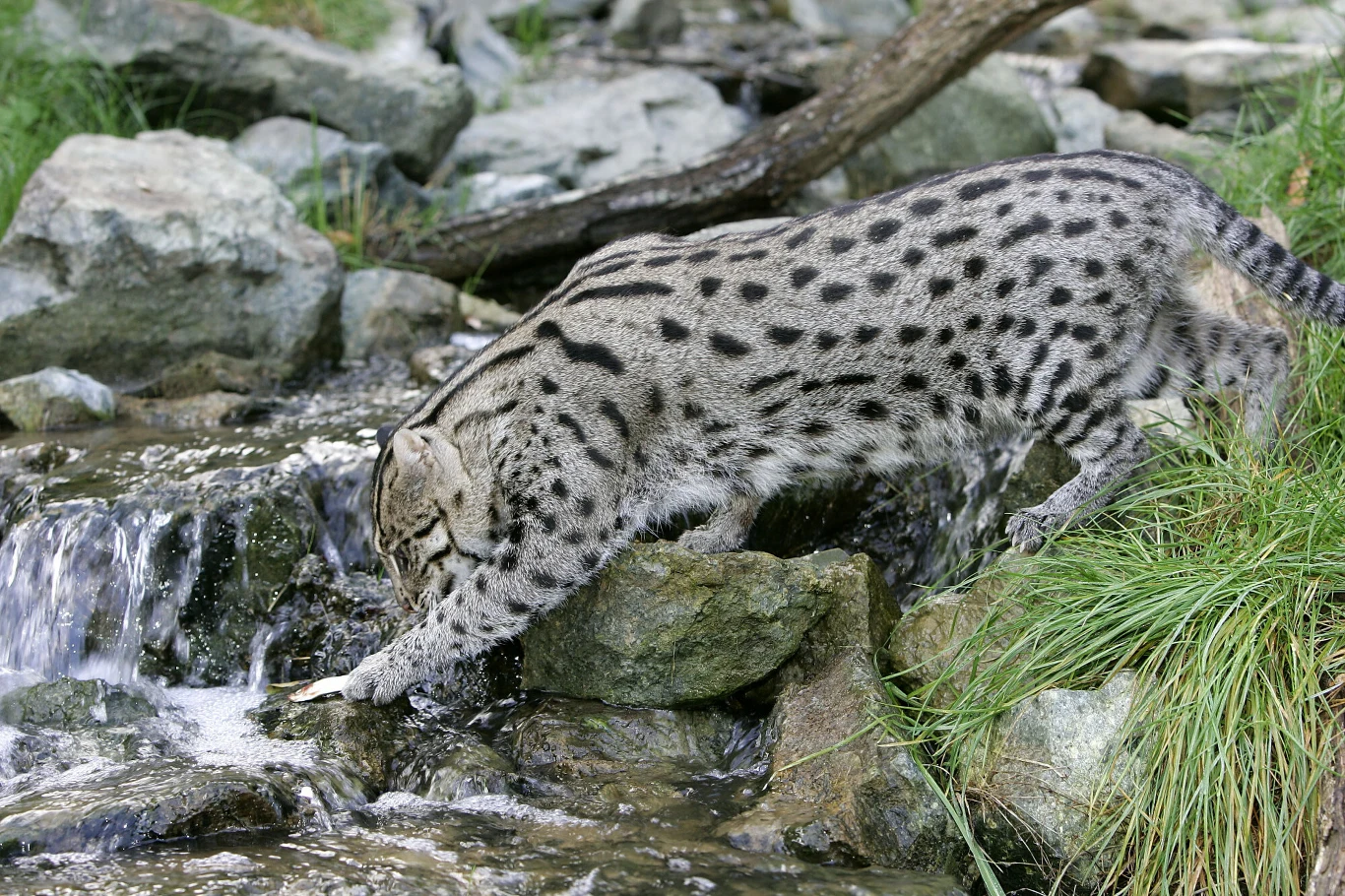 Dzik kot o szarej sierści w ciemne cętki pochyla się nad potokiem kamienistym, sięgając łapą do wody wśród traw i kamieni.
