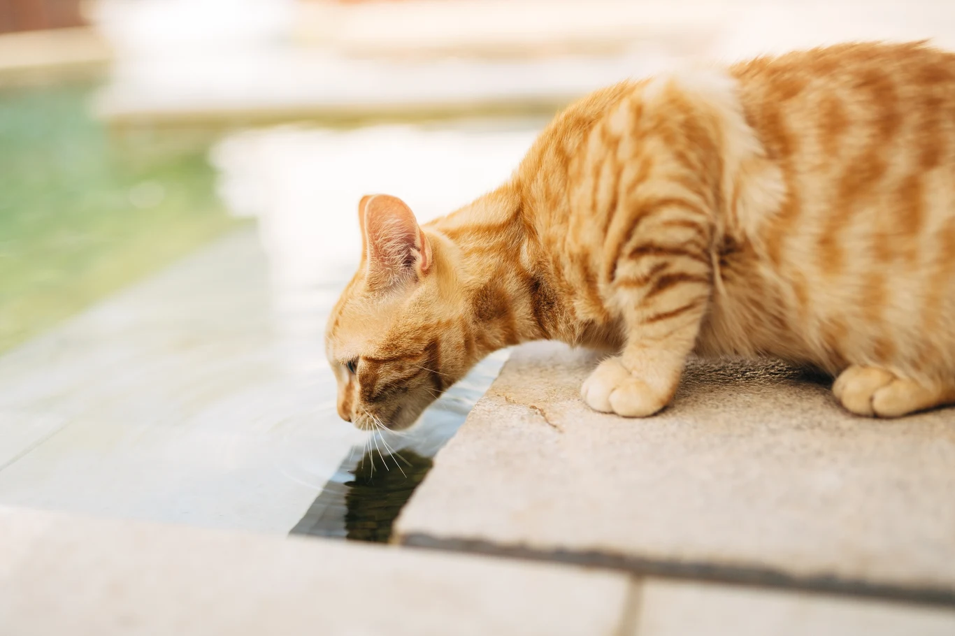 Rudy kot o prążkowanym futrze pochyla się i pije wodę z krawędzi basenu.