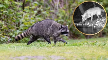 Wilki polują na szopy - to już wiemy. Pytanie, jaka to skala zjawiska