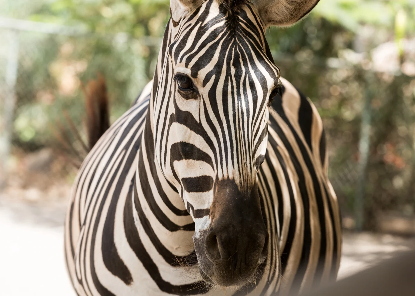 Zebra o wyraźnych czarno-białych paskach stoi na tle rozmytego, zielonego otoczenia.