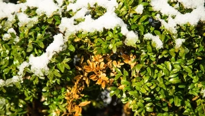 Domowy sposób na ćmę bukszpanową. Rozsyp obficie, by pozbyć się szkodnika