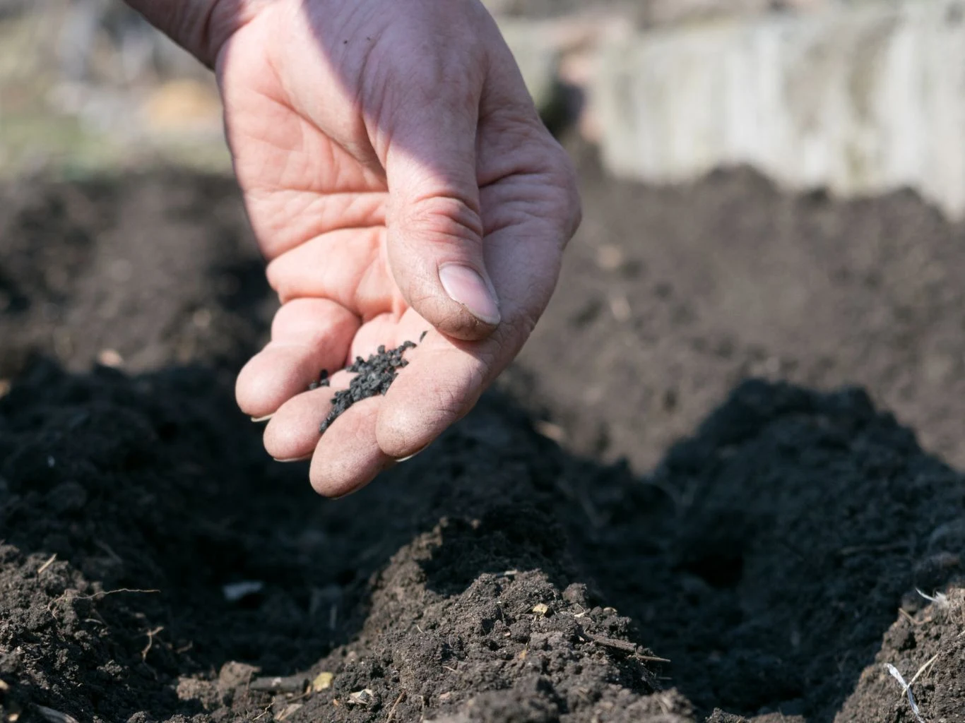 Dlaczego nasiona nie kiełkują po siewie zimowym? Ręka rozsypująca nasiona nad przygotowaną ziemią na grządkach ogrodowych podczas siewu zimowego.