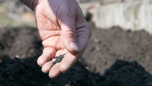 Zanim wysiejesz, sprawdź, czy wykiełkują. Inaczej będą puste grządki