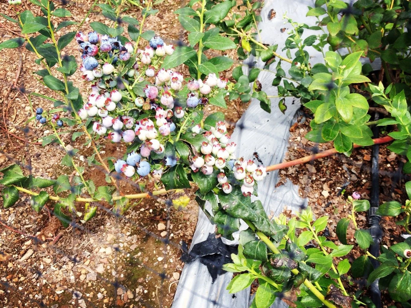 Poza nawożeniem warto również zadbać o ściółkowanie i regularność podlewania borówki amerykańskiej. Gałązka krzewu borówki z licznymi, dojrzewającymi owocami w różnych odcieniach niebieskiego i różowego, otoczona zielonymi liśćmi, rosnąca na glebie z widocznym nawadnianiem kroplowym.