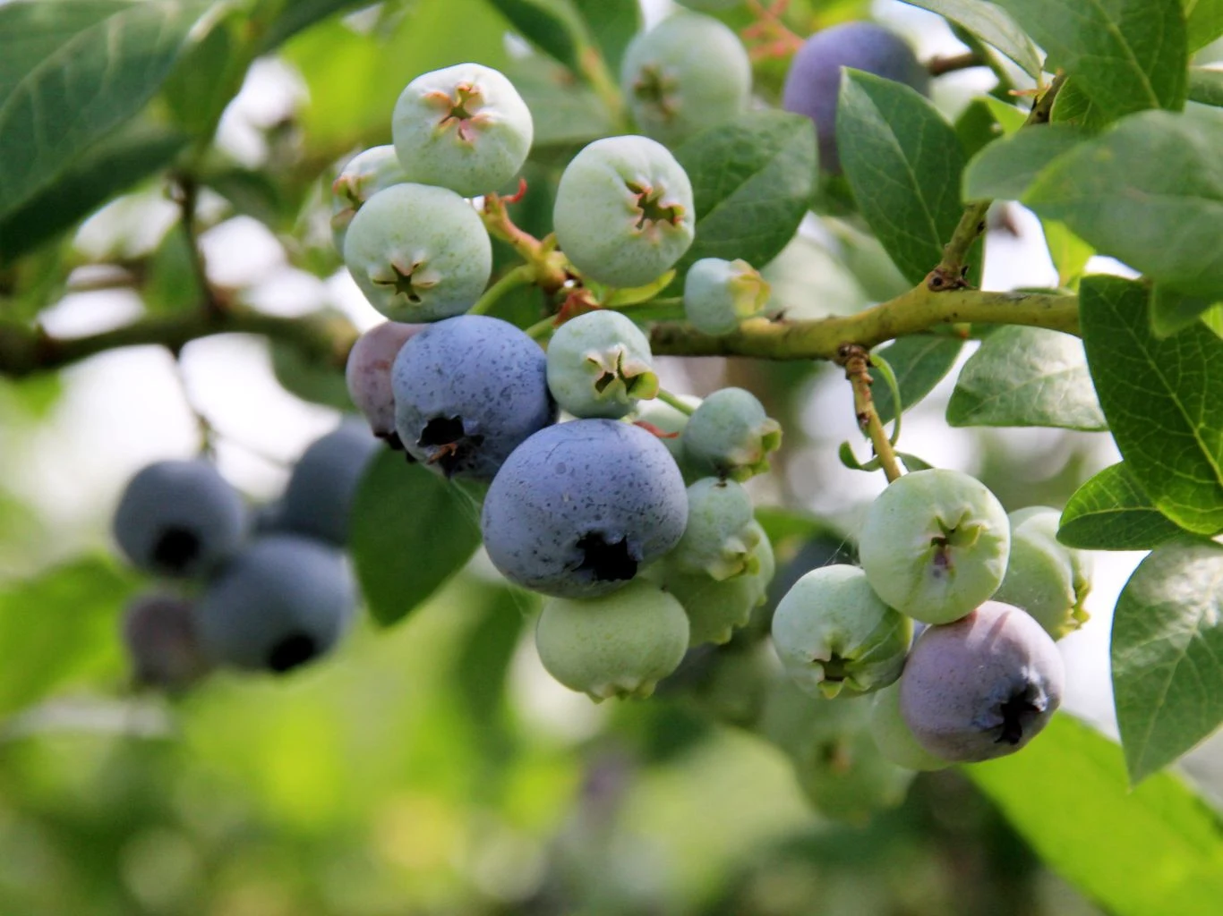 Borówka amerykańska daje owoce w czerwcu i lipcu. Warto zapewnić roślinie odpowiedni nawóz. Dojrzewające owoce borówki amerykańskiej na gałązce z zielonymi liśćmi, widoczne jagody niebieskie i zielone.