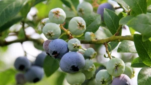 Podsyp nimi borówkę amerykańską. Latem krzaczki będą się uginać od owoców