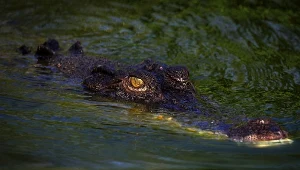 W australijskim mieście Kateherine roi się od krokodyli