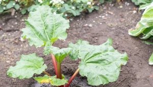 Wlej pod młody rabarbar. Łodygi wystrzelą w górę jak z procy