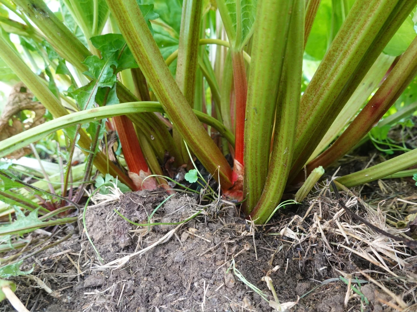 Grube, czerwone ogonki liściowe rabarbaru wyrastające pionowo z ziemi, otoczone dużymi, zielonymi liśćmi oraz fragmentami wilgotnej gleby i drobnych roślin na obrzeżach kępy.
