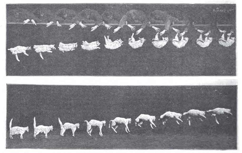 Spadający kot sfotografowany w 1894 r. przez przyrodnika Etienne-Julesa Mareya Sekwencja klatek ukazująca kota upuszczanego do góry nogami oraz kolejne fazy jego ruchu podczas spadania, aż do momentu bezpiecznego lądowania na czterech łapach; na górze widoczne dłonie wypuszczające zwierzę, poniżej szczegółowe ujęcia kota w różnyc...