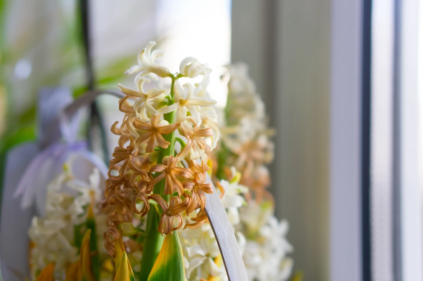 Czy przekwitnięte hiacynty w doniczce da się jeszcze uratować? Dzięki temu mogą zakwitnąć jeszcze raz