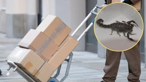 Niespodzianka w przesyłce z Chin. "Zobaczyłem, że coś się porusza"