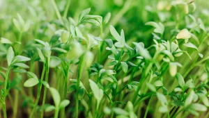 Najbardziej niedoceniane listki. Działają jak balsam dla jelit, mają dużo witamin