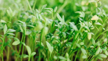 Najbardziej niedoceniane listki. Działają jak balsam dla jelit, mają dużo witamin