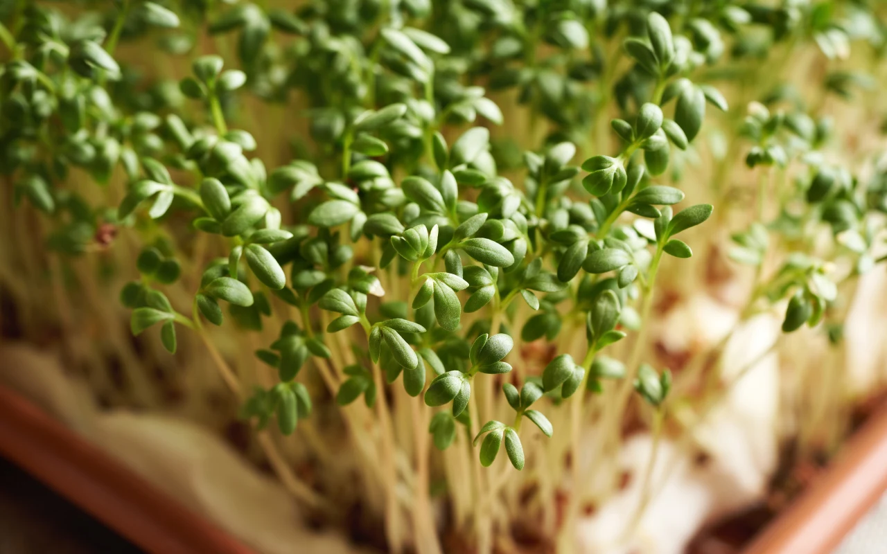 Rzeżucha to niedoceniany superfood. Jej właściwości dla zdrowia są imponujące Gęsto rosnące młode pędy rzeżuchy o jasnozielonych listkach i jasnych, cienkich łodyżkach, wyrastające z wilgotnego podłoża w doniczce.