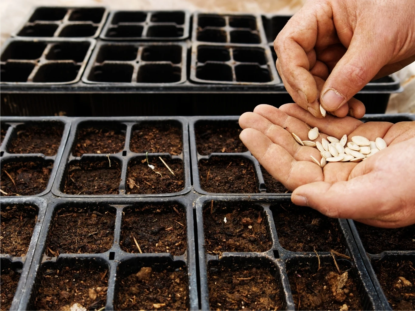Wysiew nasion do tacek wypełnionych ziemią. 