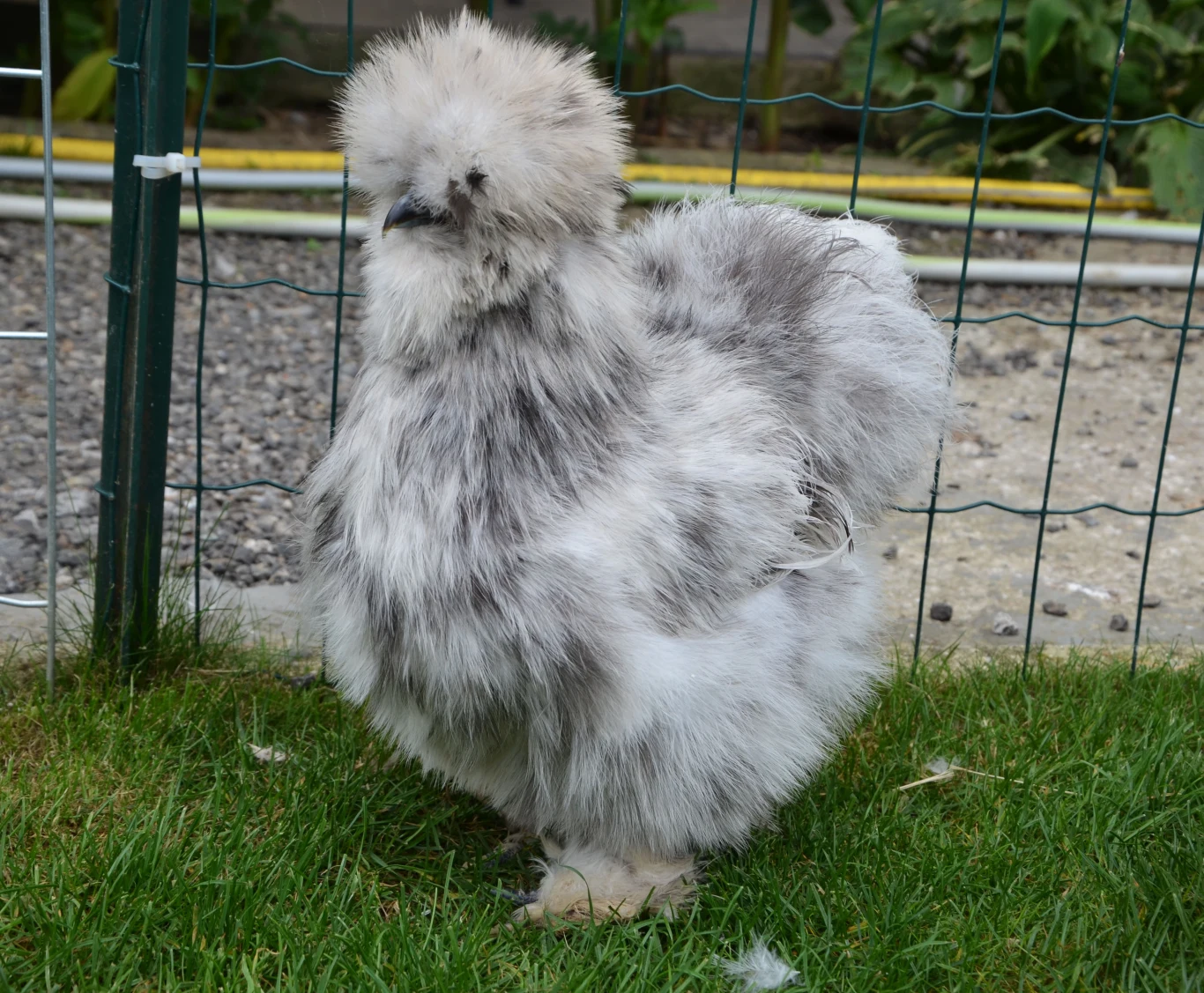 Kura jedwabista Szaro-biała kura rasy jedwabistej o puszystym upierzeniu stoi na zielonej trawie obok metalowego ogrodzenia.
