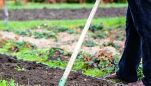 Jak zrobić idealną ziemię na warzywnik? Sprawdzony przepis ogrodnika