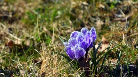 Kiedy zaczyna się wiosna? Cztery daty, łatwo się pomylić