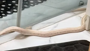 Mężczyzna z Elbląga znalazł w swojej łazience węża