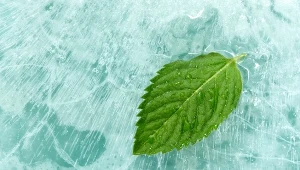 Wiadomo, dlaczego mięta wywołuje uczucie chłodu