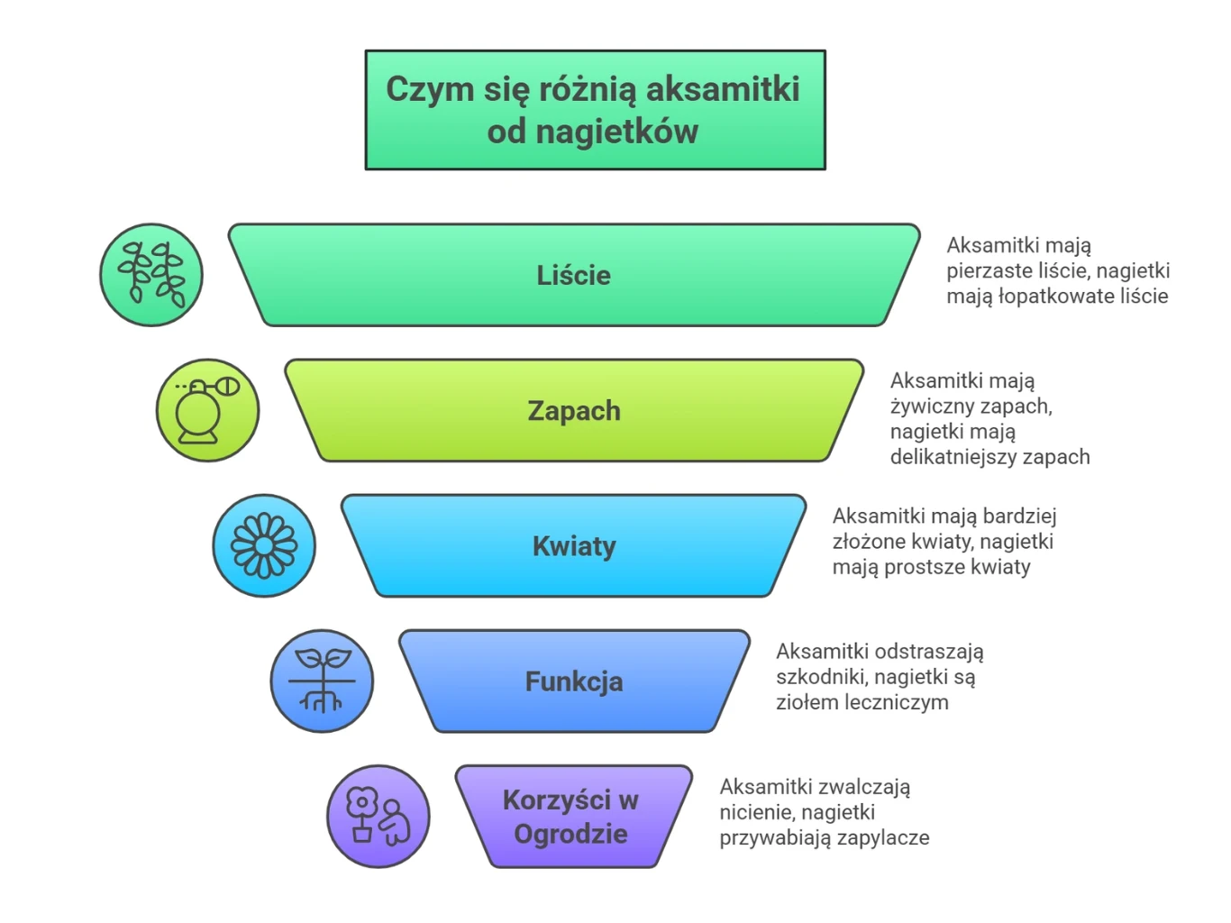 Infografika przedstawia różnice między aksamitkami a nagietkami w pięciu kategoriach: liście, zapach, kwiaty, funkcja oraz korzyści w ogrodzie, z opisami cech charakterystycznych i obrazkowymi ikonami przy każdej kategorii.