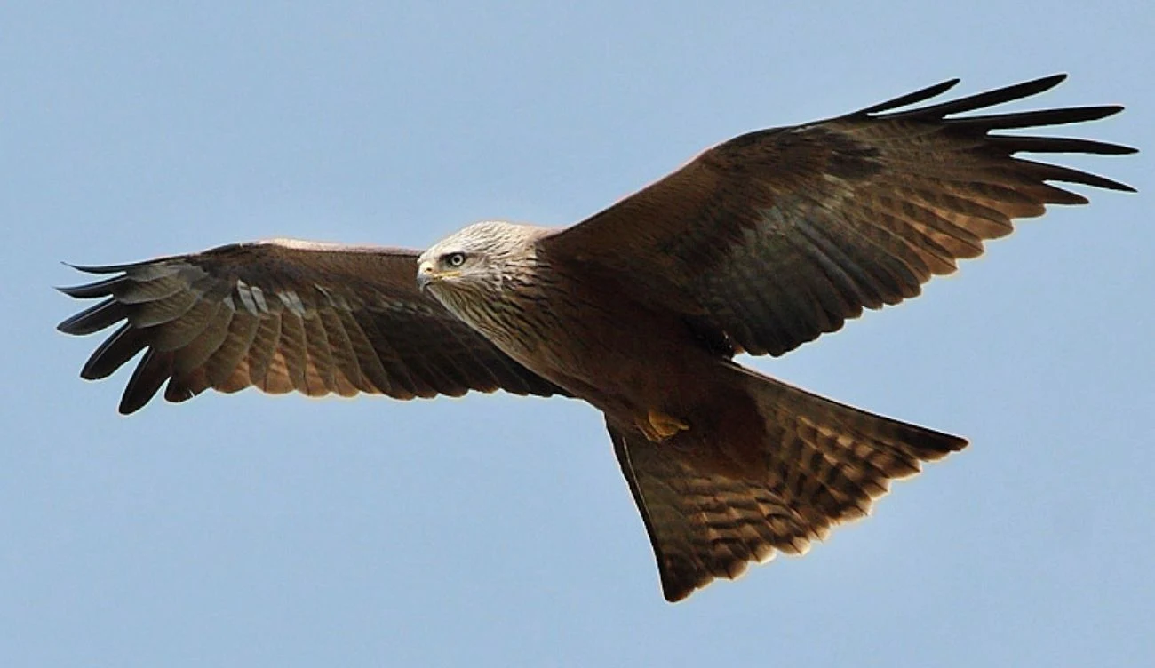 Kania czarna nazywana jest latającą damą i ognistym jastrzębiem Kania czarna szybująca na szeroko rozpostartych skrzydłach i wachlarzowatym ogonie na tle błękitnego nieba.