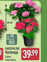 Hortensja Gardenline