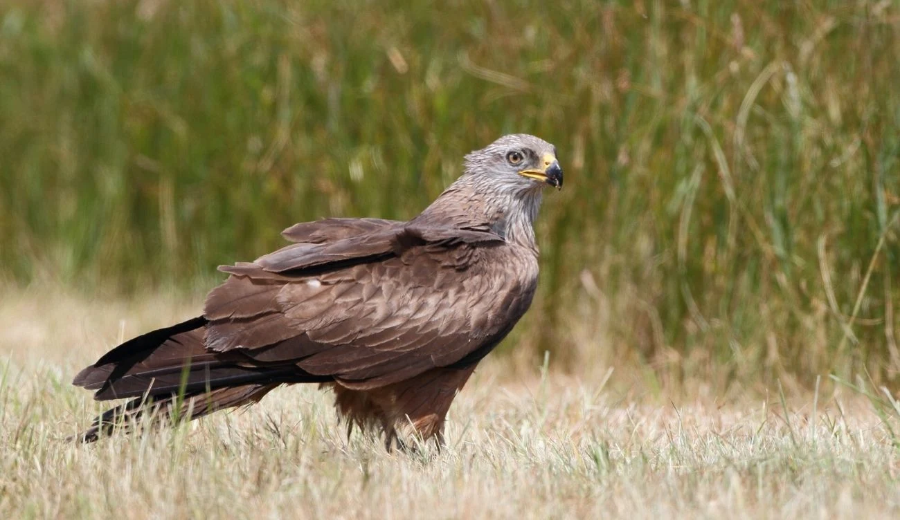 Kania czarna jest w Polsce objęta ścisłą ochroną gatunkową Drapieżny ptak o brązowym upierzeniu i żółtym dziobie stoi na trawie, w tle wysoka zieleń.