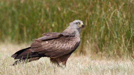 Kania czarna jest w Polsce objęta ścisłą ochroną gatunkową