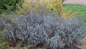 Kiedy i czym nawozić lawendę?