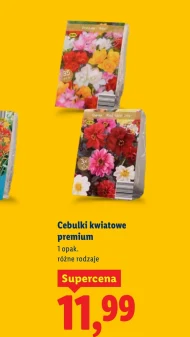 Cebulki kwiatowe Premium