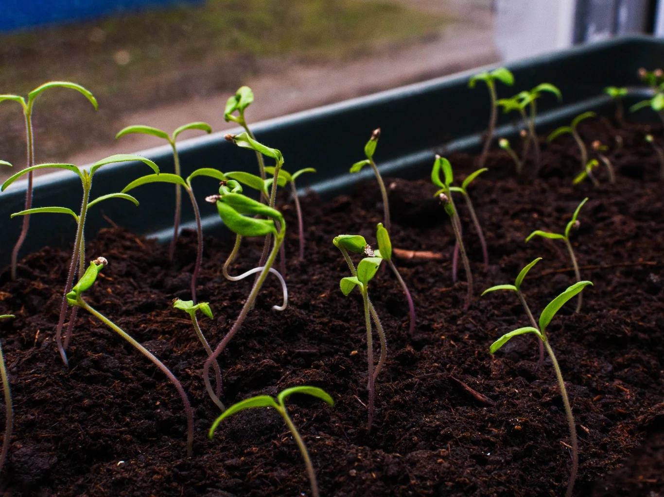 Młode zielone sadzonki wyrastające z ciemnej ziemi w skrzynce, z widocznymi delikatnymi łodyżkami i liśćmi, otoczone naturalnym światłem wpadającym przez szybę.