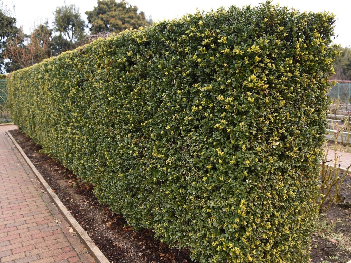 Wskutek żerowania ćmy bukszpanowej krzew jest mocno osłabiony i bardziej narażony na choroby. Gęsty, równo przycięty żywopłot z zielonych krzewów rośnie wzdłuż brukowanego chodnika; tło stanowią drzewa i ogrodzenie druciane.