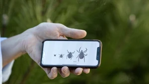 Uwaga na kleszcze. Może je przyciągać gadżet, który mamy wszyscy