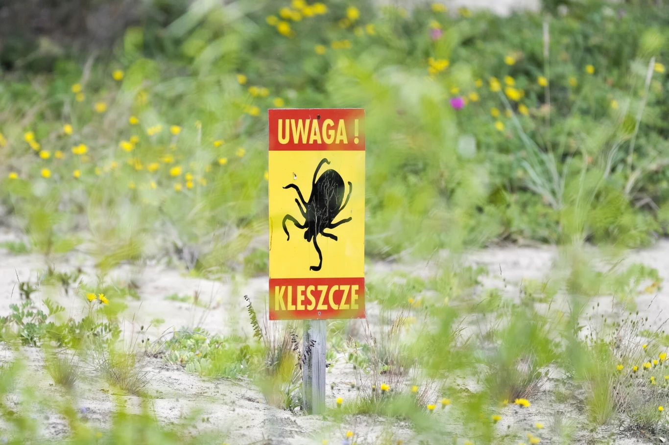 Ostrzegawczy znak z dużym rysunkiem kleszcza i napisem „Uwaga! Kleszcze” na tle trawiastej, zarośniętej roślinnością przestrzeni.