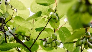 Jak przycinać aktinidie, żeby dobrze owocowała?