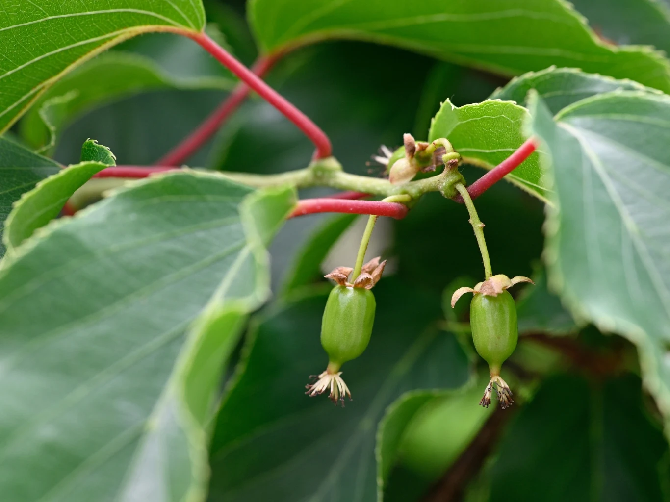 Zielone, młode owoce aktinidii zawieszone na cienkich czerwonych gałązkach w otoczeniu dużych, soczyście zielonych liści.