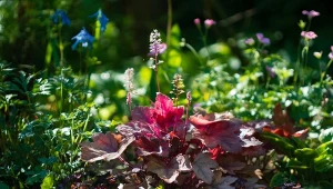 Najbardziej ozdobną częścią żurawki ogrodowej są liście