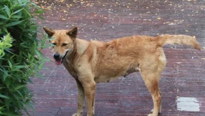 40-latek zabił psa. Strzelał z broni myśliwskiej