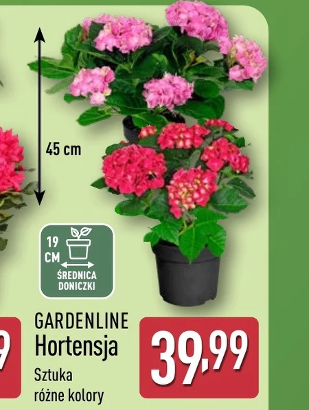 Гортензія Gardenline