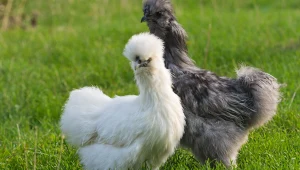 Kury typu silki (silkie) sprawdzą się szczególnie w małych ogródkach