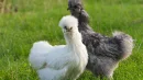 Kury typu silki (silkie) sprawdzą się szczególnie w małych ogródkach