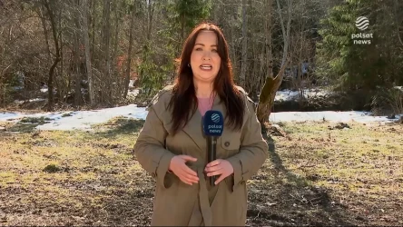 "Wydarzenia": Atak niedźwiedzia w Bieszczadach. Zaatakowany miał mnóstwo szczęścia