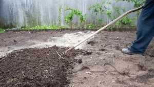 Węgiel organiczny w ogrodzie. Kluczowy składnik poprawiający jakość gleby