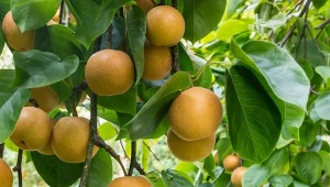 Posadź, a za rok będą owoce. Smaczniejsze niż gruszki i jabłka