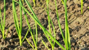 Posadź obok czosnku. Jego główki będą większe i smaczniejsze